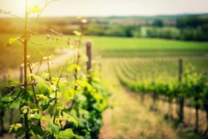 vines on trellis